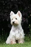 WESTIE 476